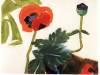39_mohn
